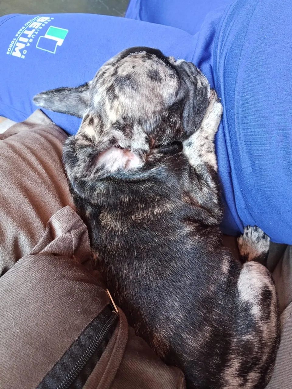 Buldogue francês macho  - Foto 3