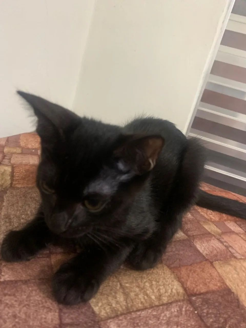 Doação Responsável - Dois Gatinhos Irmãos - Foto 2