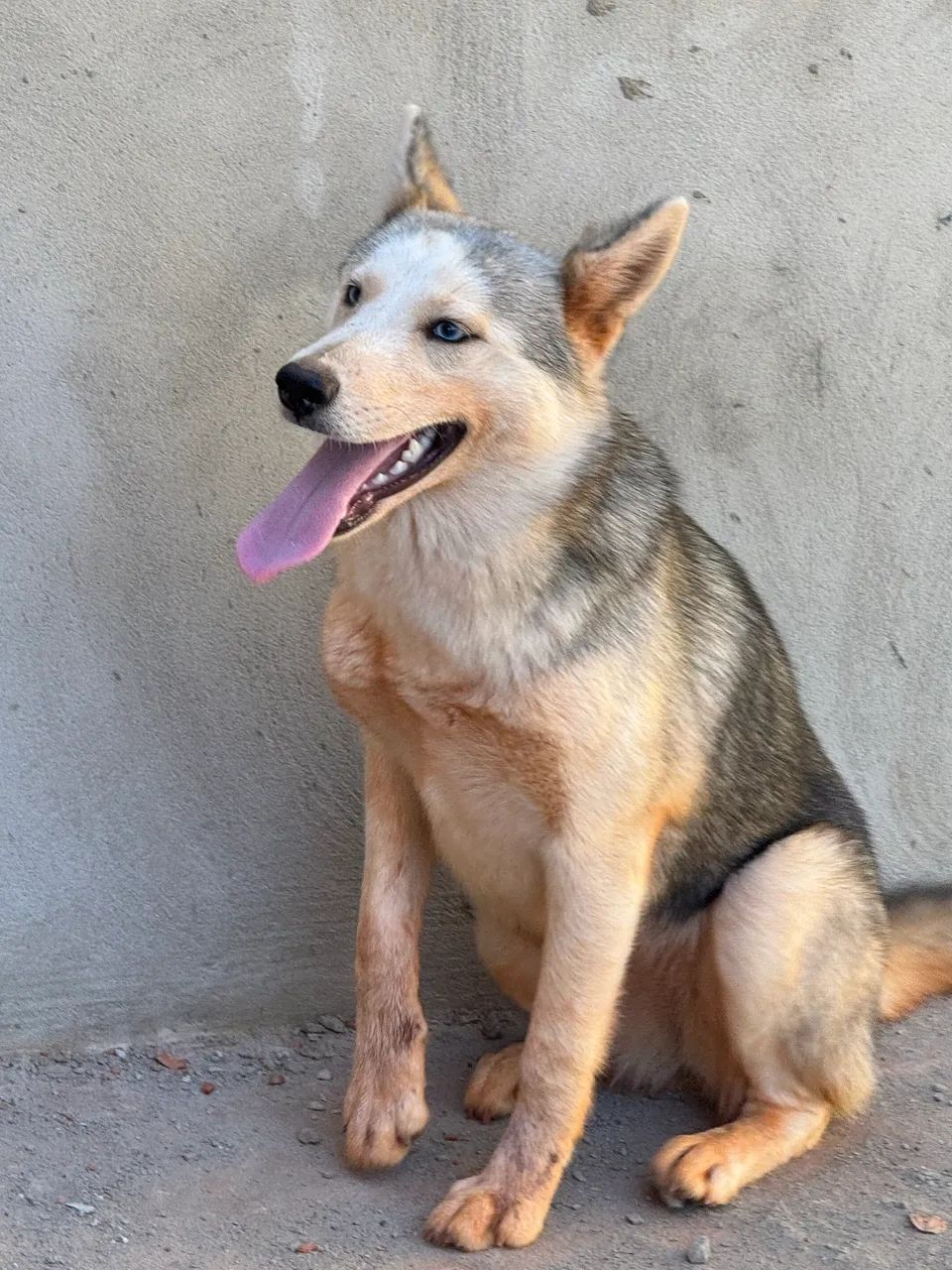 Cachorro  - Foto 2