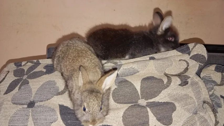 Filhotes de Coelho da Raça Mini Lion - Foto 3