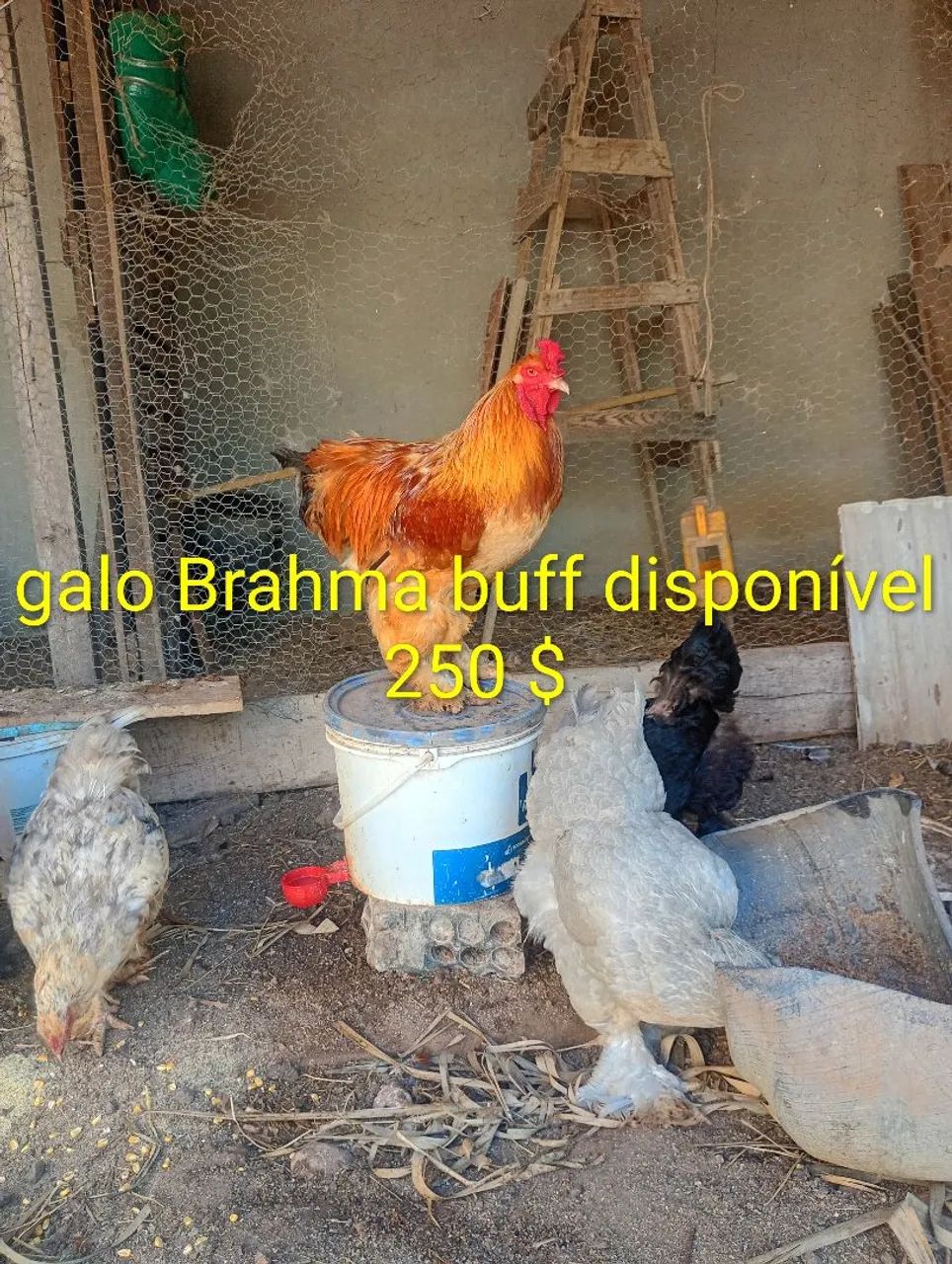 Frangos Brahma disponível 250$