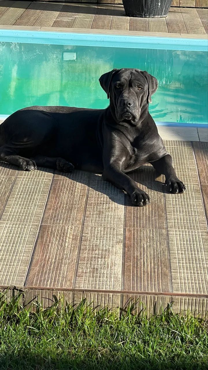 Cane Corso cachorro  - Foto 3