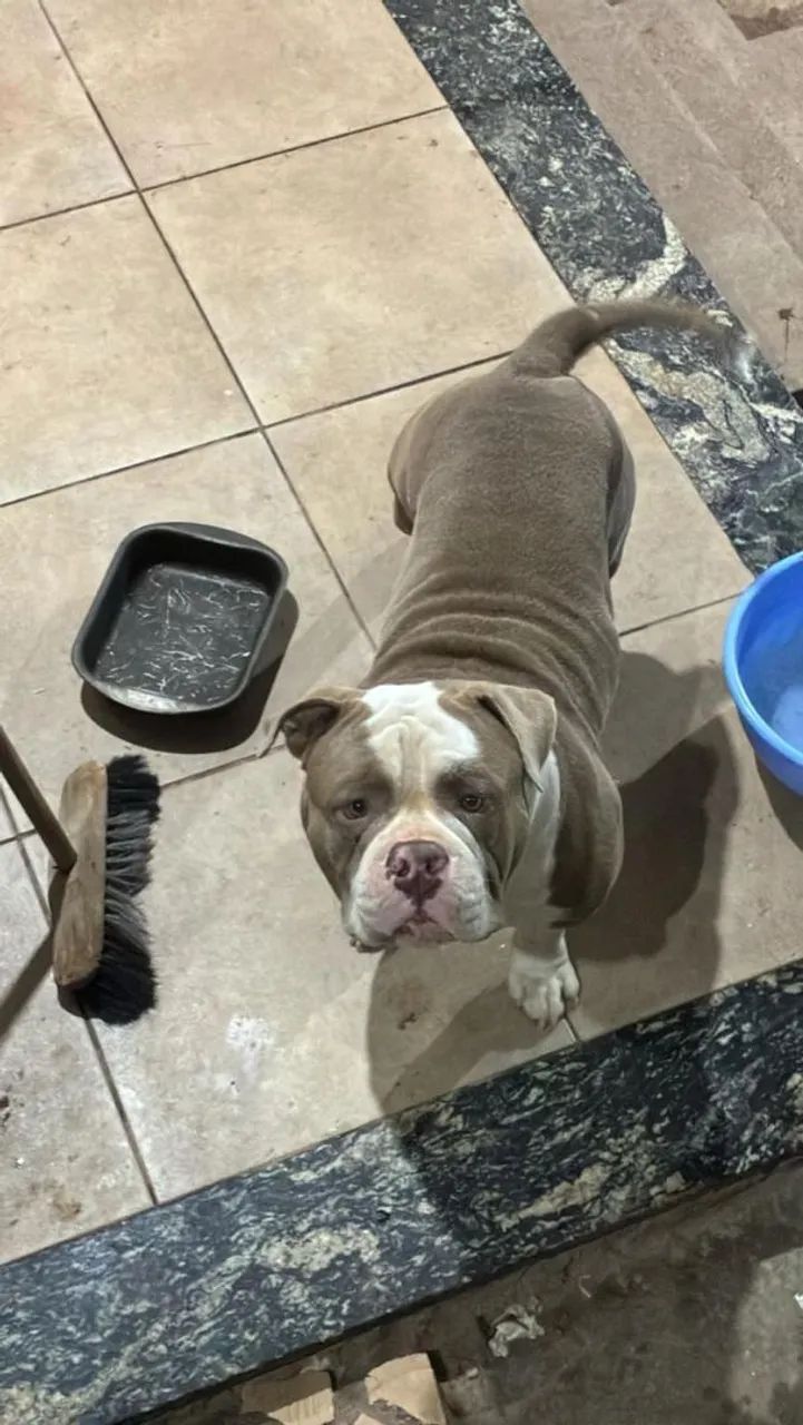 American Bully