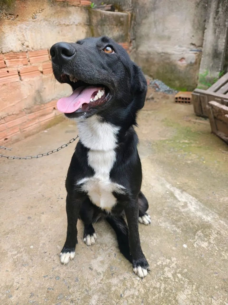 Estou doando este cachorro  - Foto 3