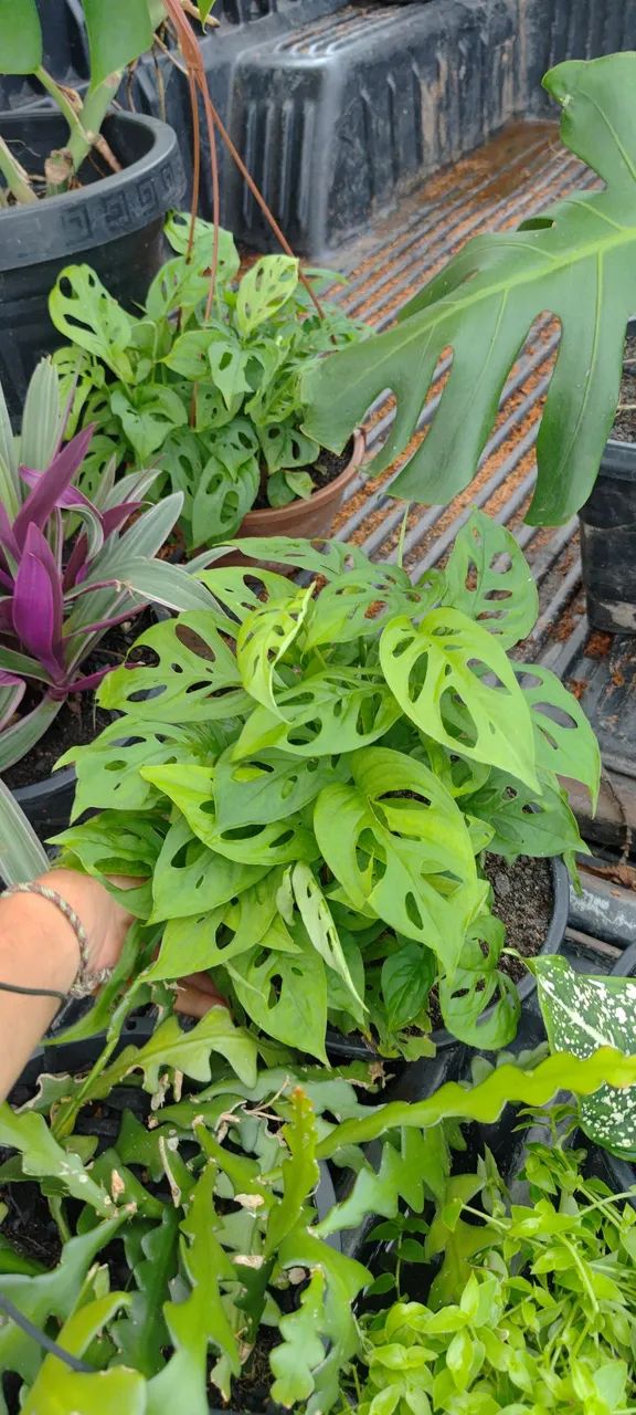 Plantas