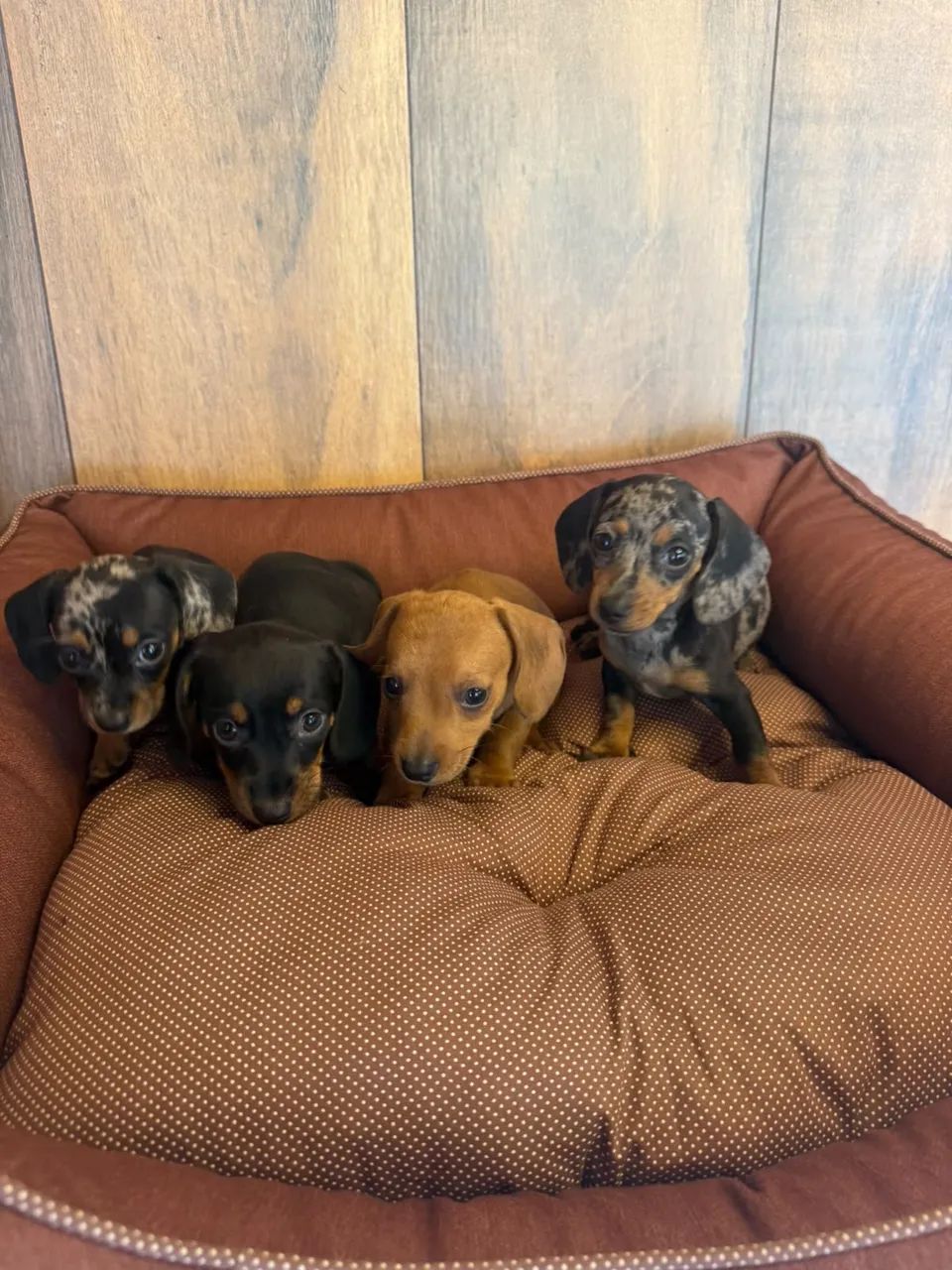 dachshund salsichinha  - Foto 2