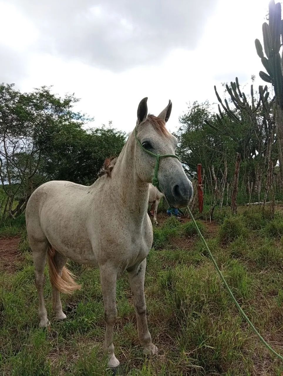  cavalo castrado - Foto 2