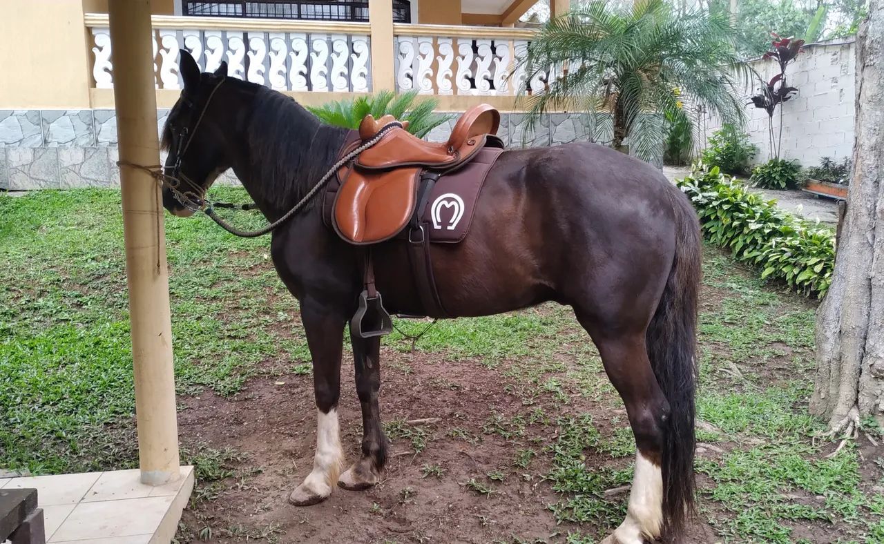 Marcha Picada Mineiro castrado  - Foto 2