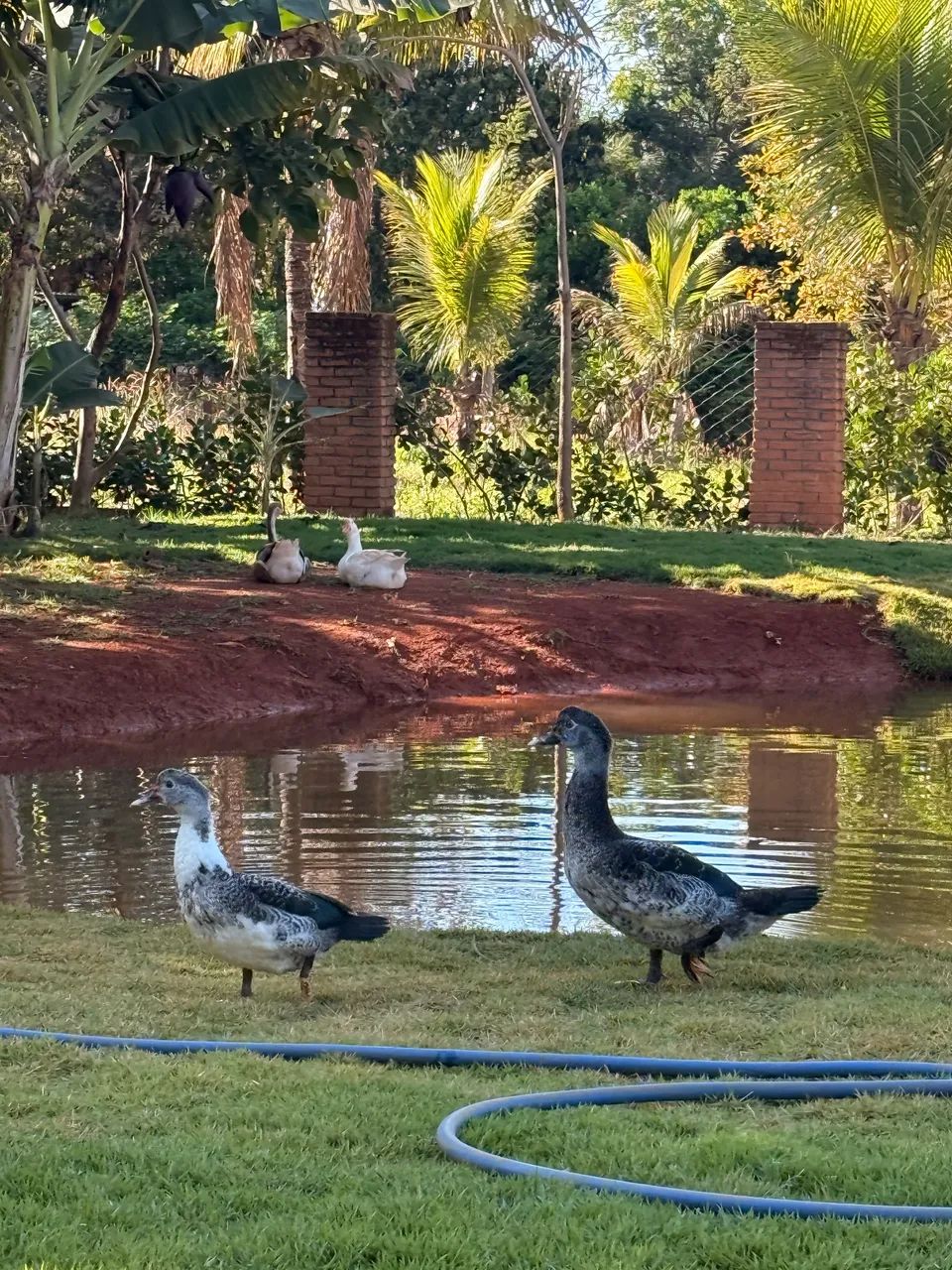 Pato - casal - Foto 2
