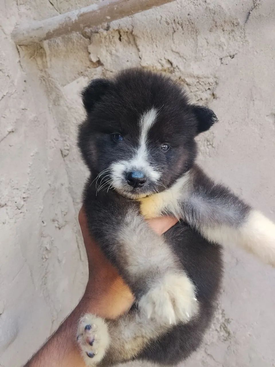 Husky siberiano e Golden - Foto 4