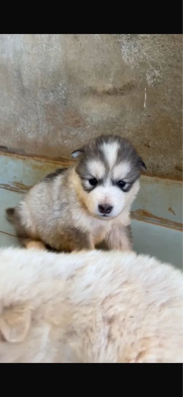 Cachorro  - Foto 3