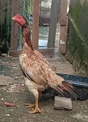 Franga índia 