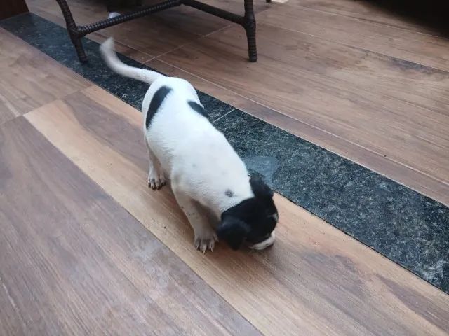 Filhotes de cachorro - Foto 5