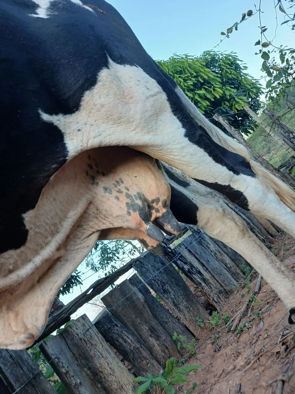 Vaca comum - Foto 5
