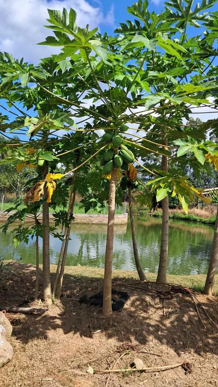 Sítio / Pesque e Pague à venda em Santa Rosa do Sul  - Foto 3