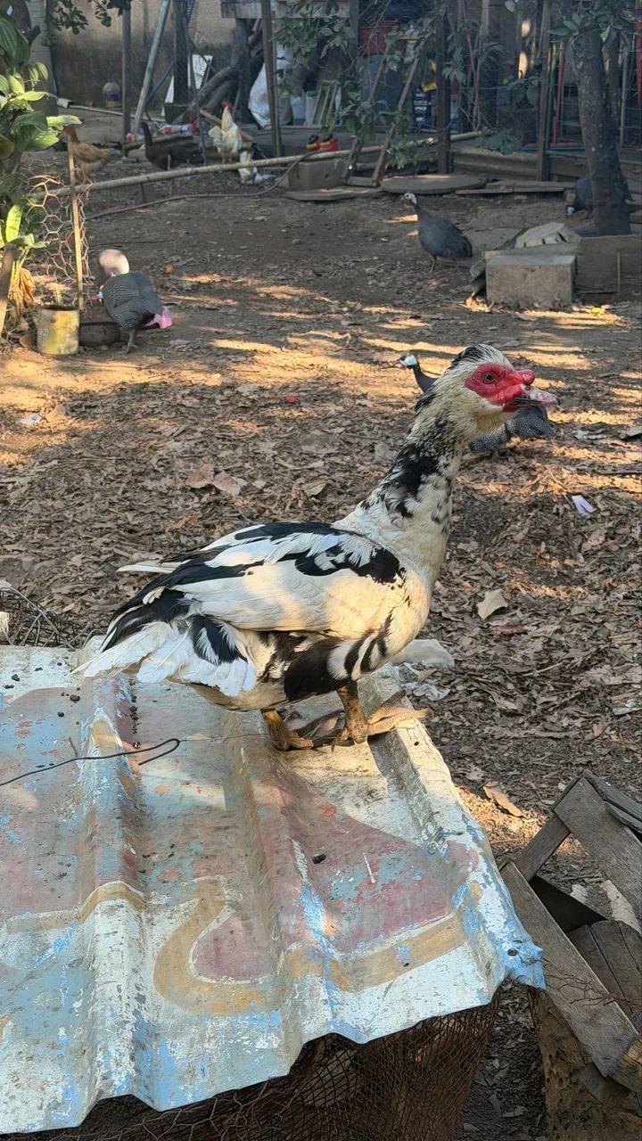 Pato Puro  - Foto 2
