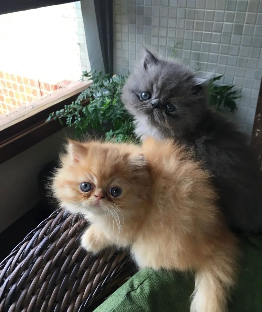 Filhote gato persa - Foto 2