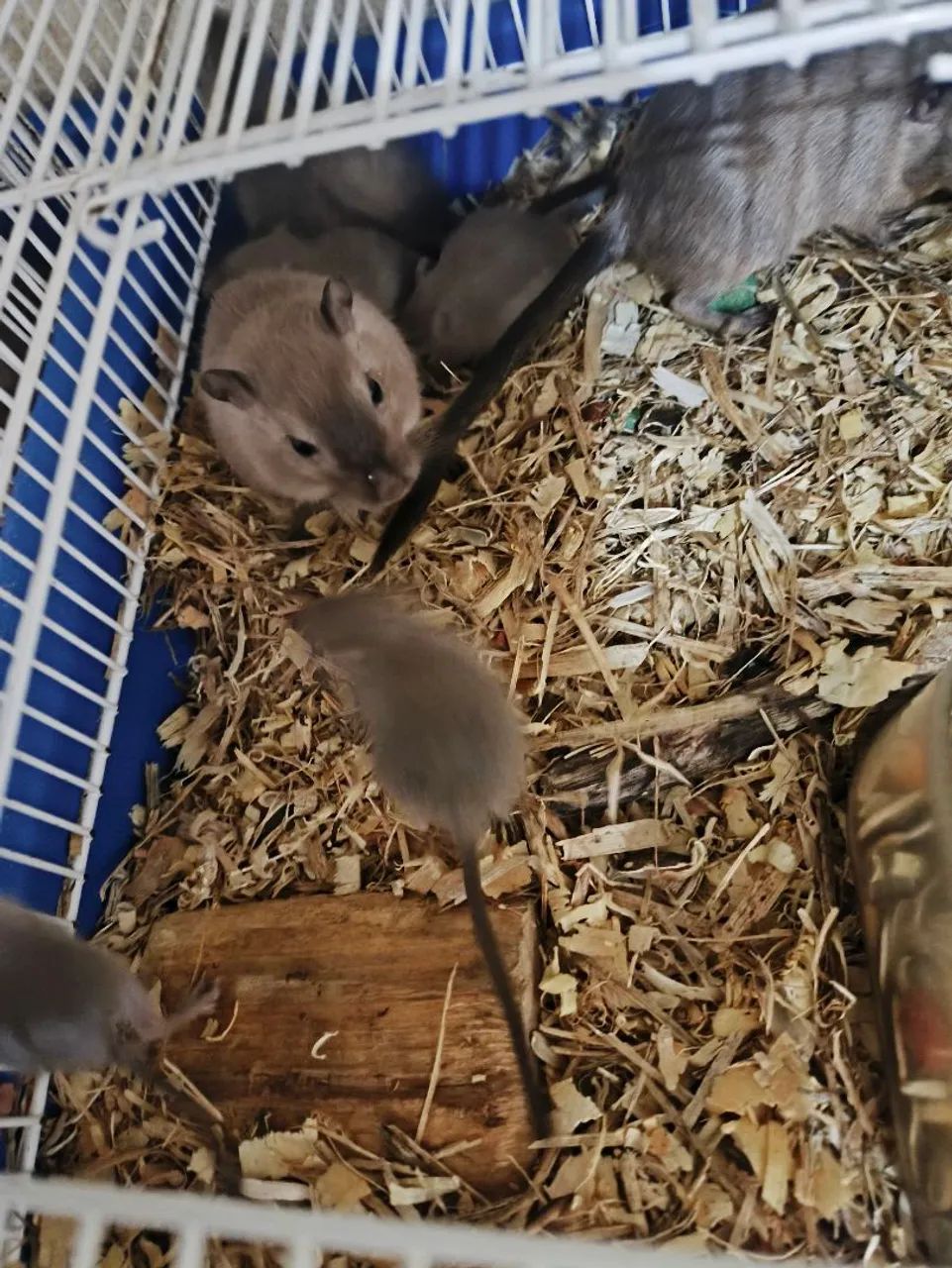 Gerbil  - Foto 4