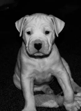 Dogo Argentino