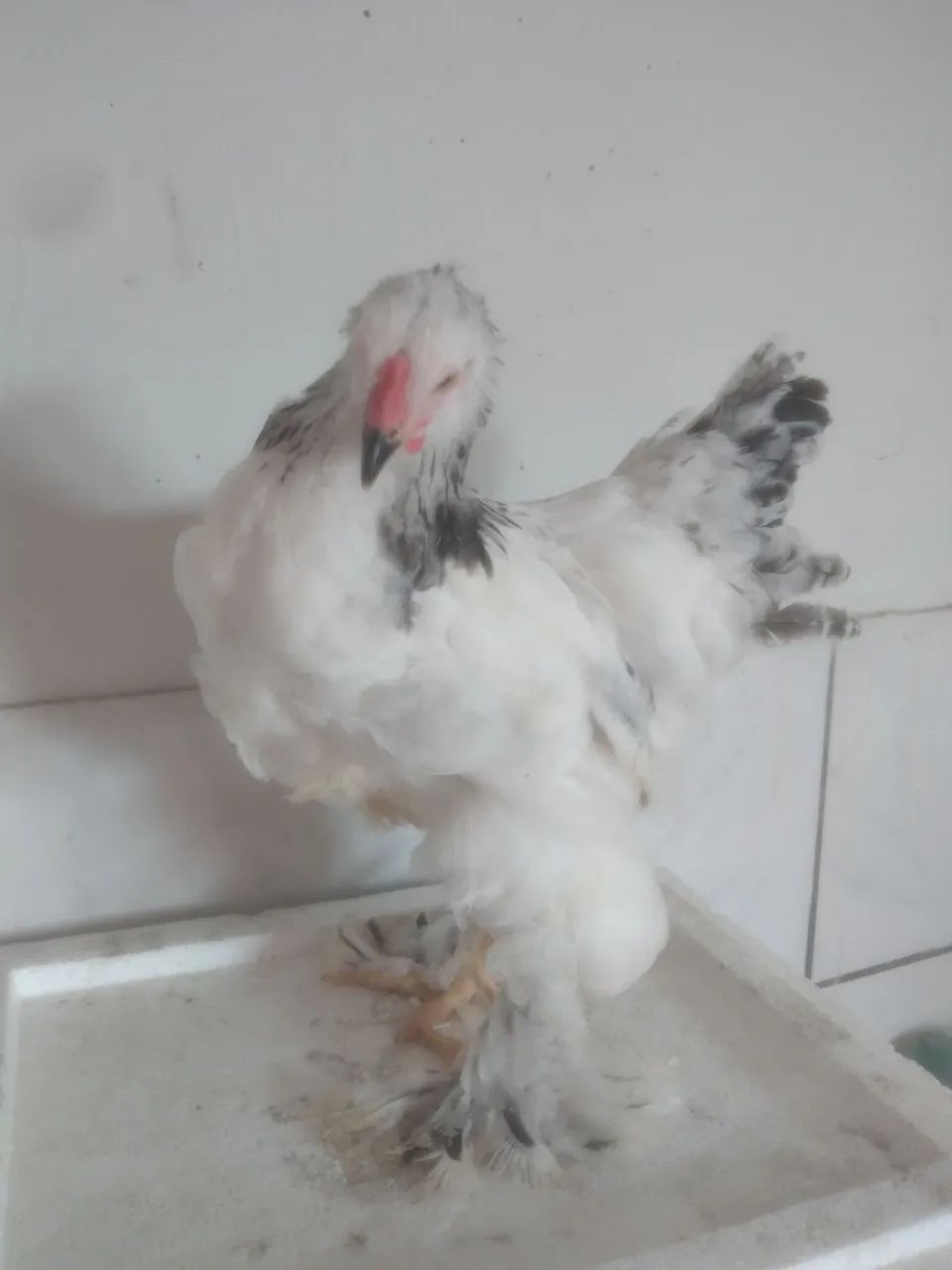 Fangos brahmas bom padrao racial - Foto 3