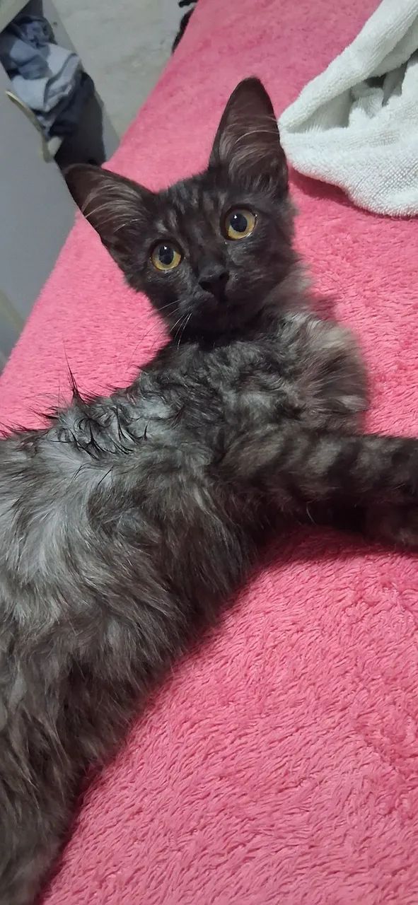 Gatinho para adoção 