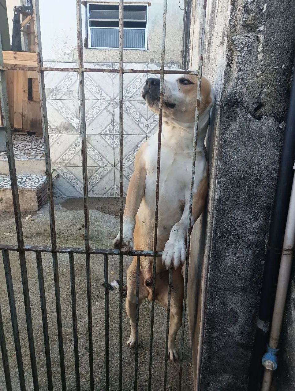 Cachorro  - Foto 3