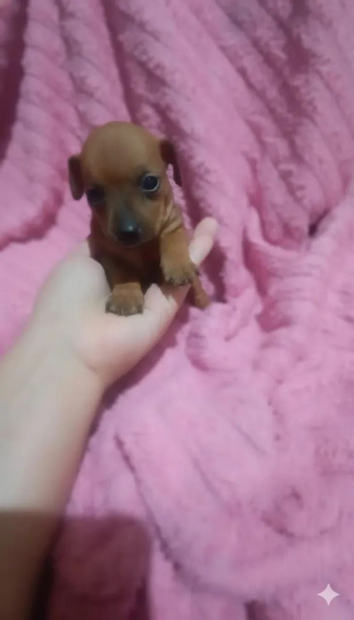 Pinscher zero fêmea  - Foto 3