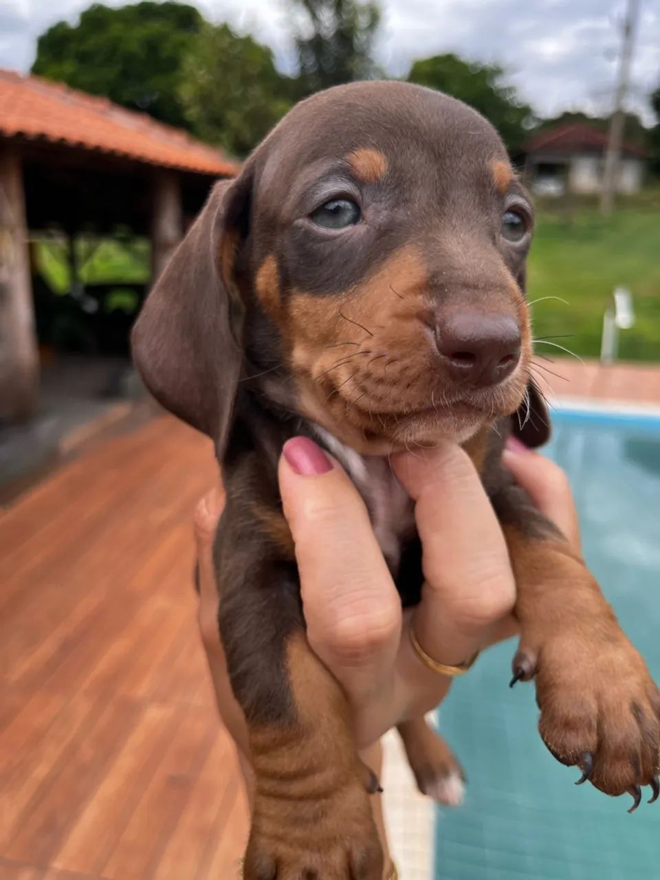 Filhote DACHSHUND macho  - Foto 2