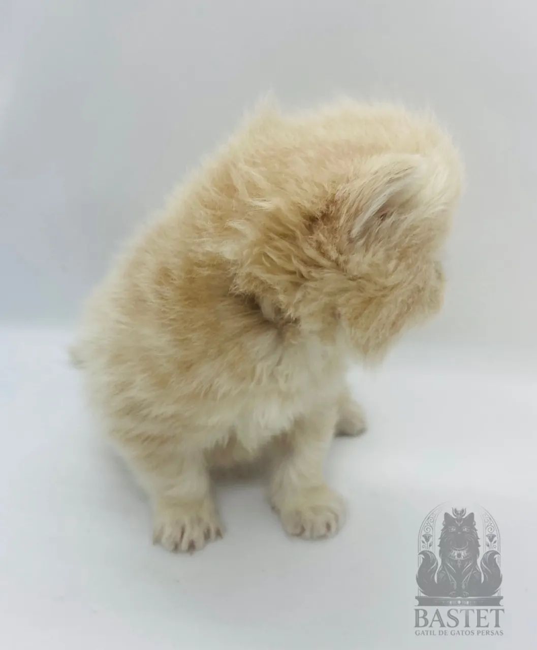 Gato Persa Macho  - Pedigree - Foto 4