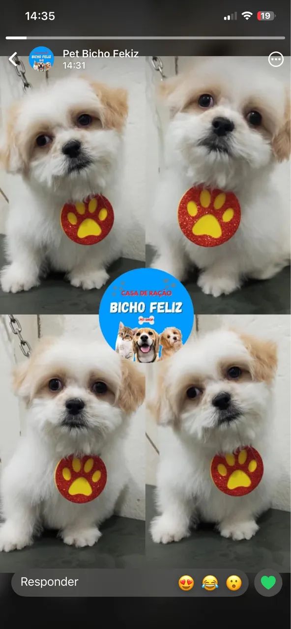 VENDE-SE Shitzu micro/mini  - Foto 5