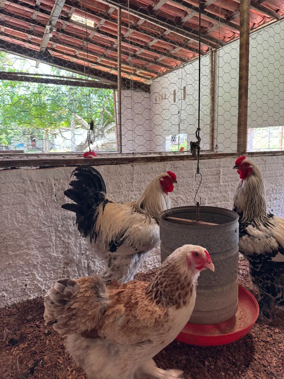 Galinhas brahmas - Foto 3
