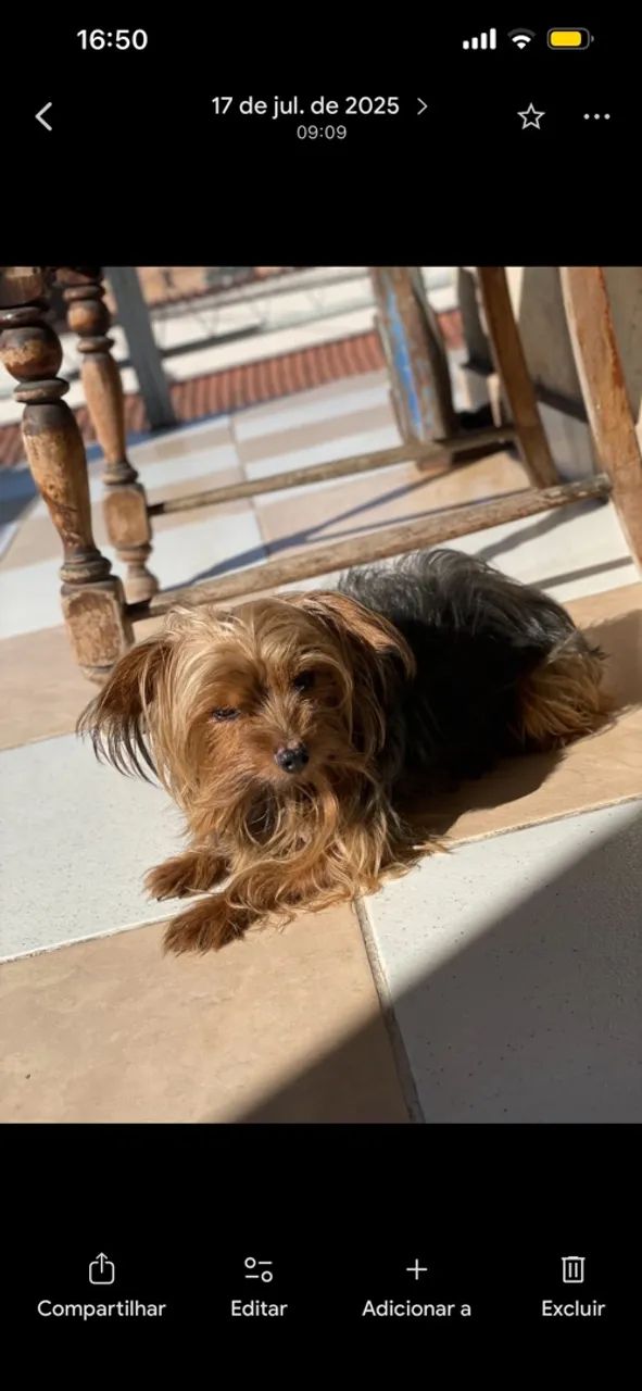 Procura-se cachorro  - Foto 3