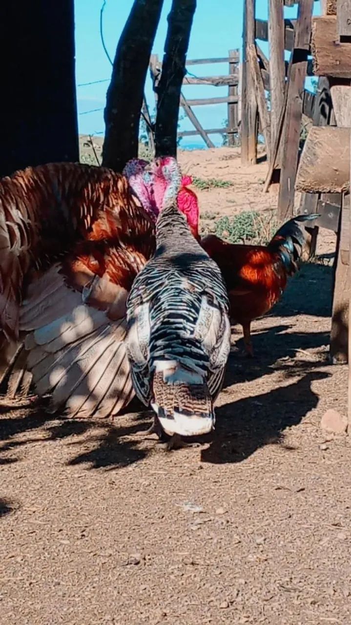 Peruas e perus 
