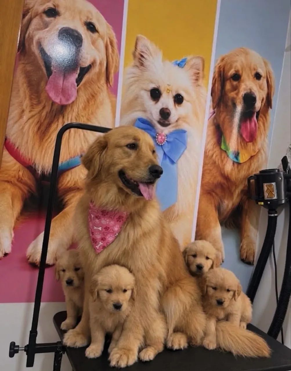 Golden retriever  - Foto 3