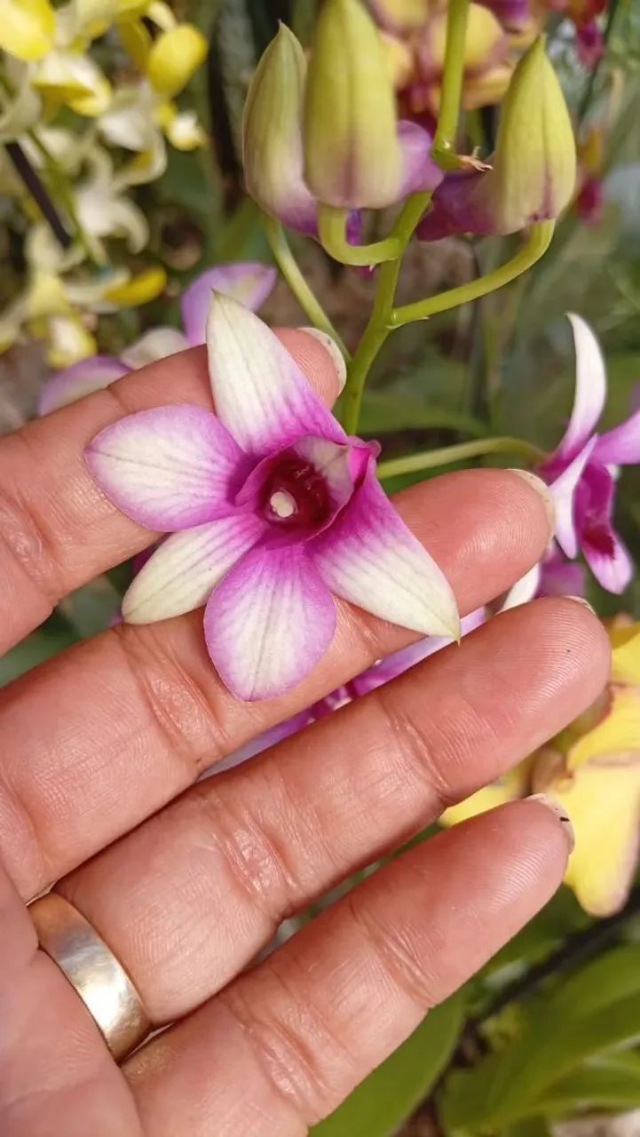 Orquídea 
