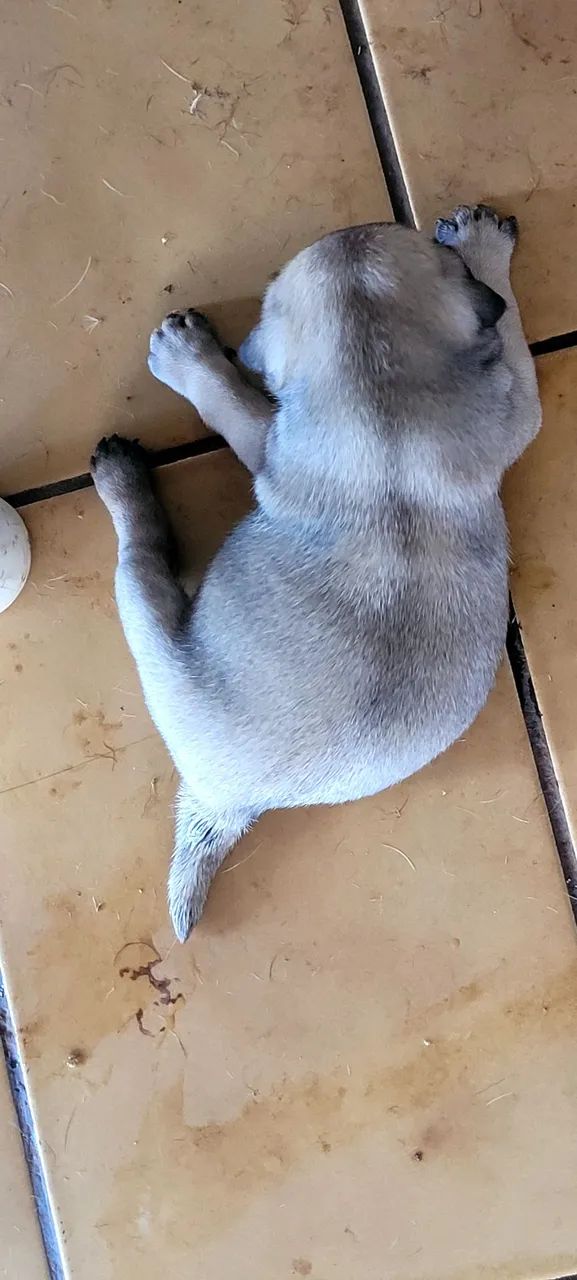 Cachorro | Raça Pug - Foto 3