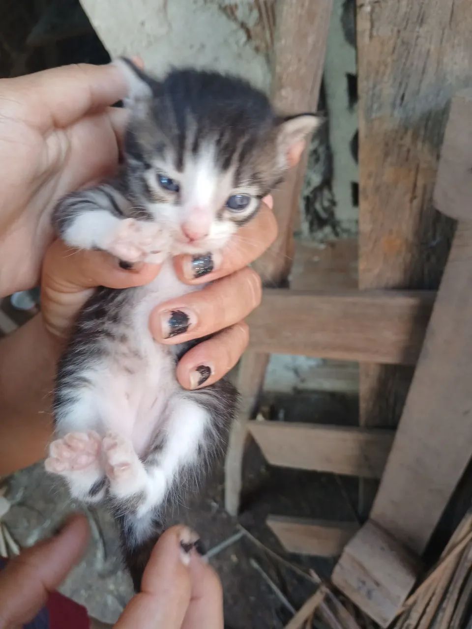 Doação de gatinhos  - Foto 2