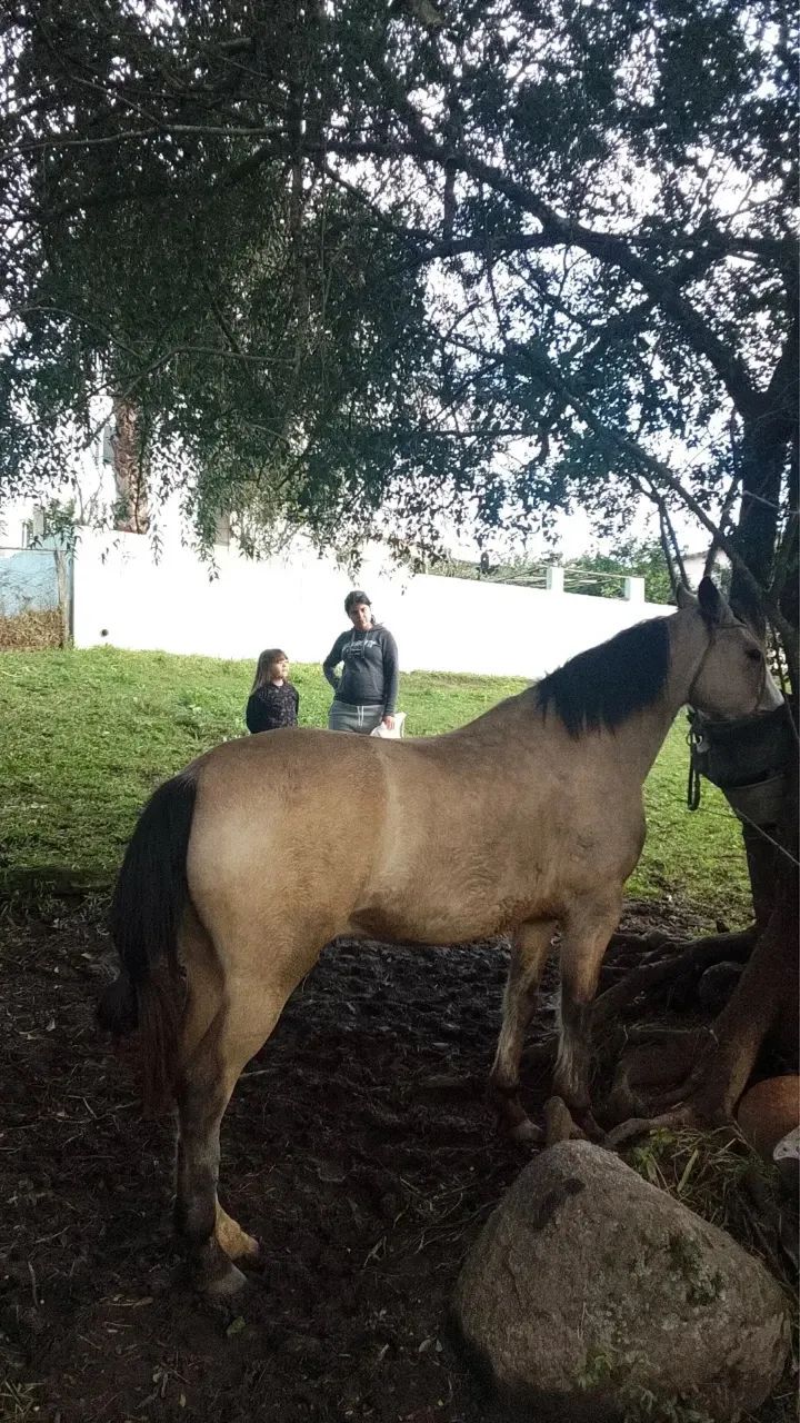 Cavalo Baio com documento  - Foto 4