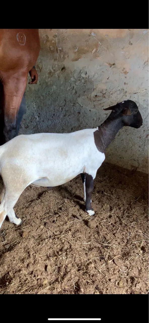 2 Carneiro Dorper  - Foto 2