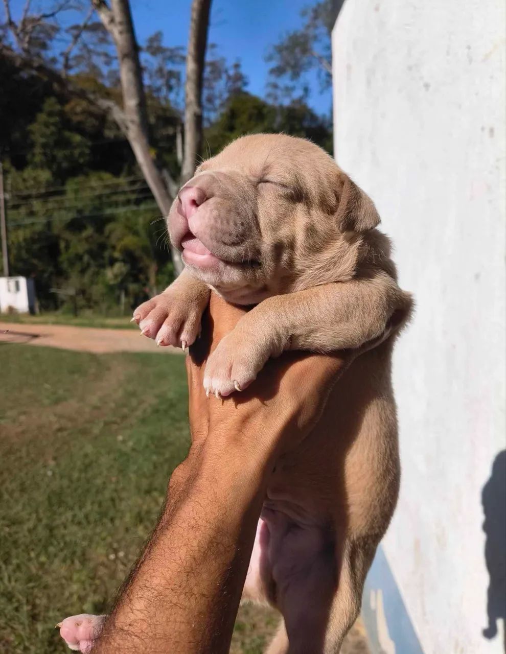 Doação de american bully  - Foto 5