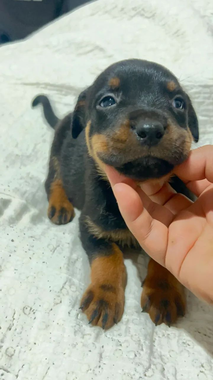 Rottweiler Disponível  - Foto 4