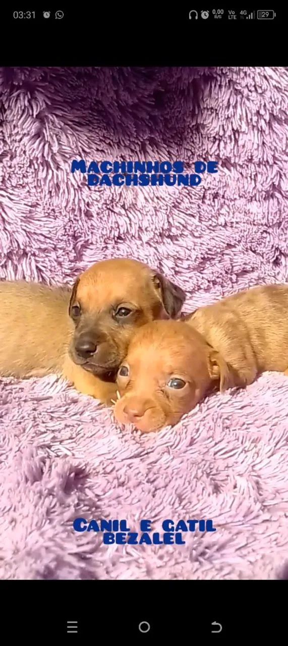 Dachshund miniatura  - Foto 4