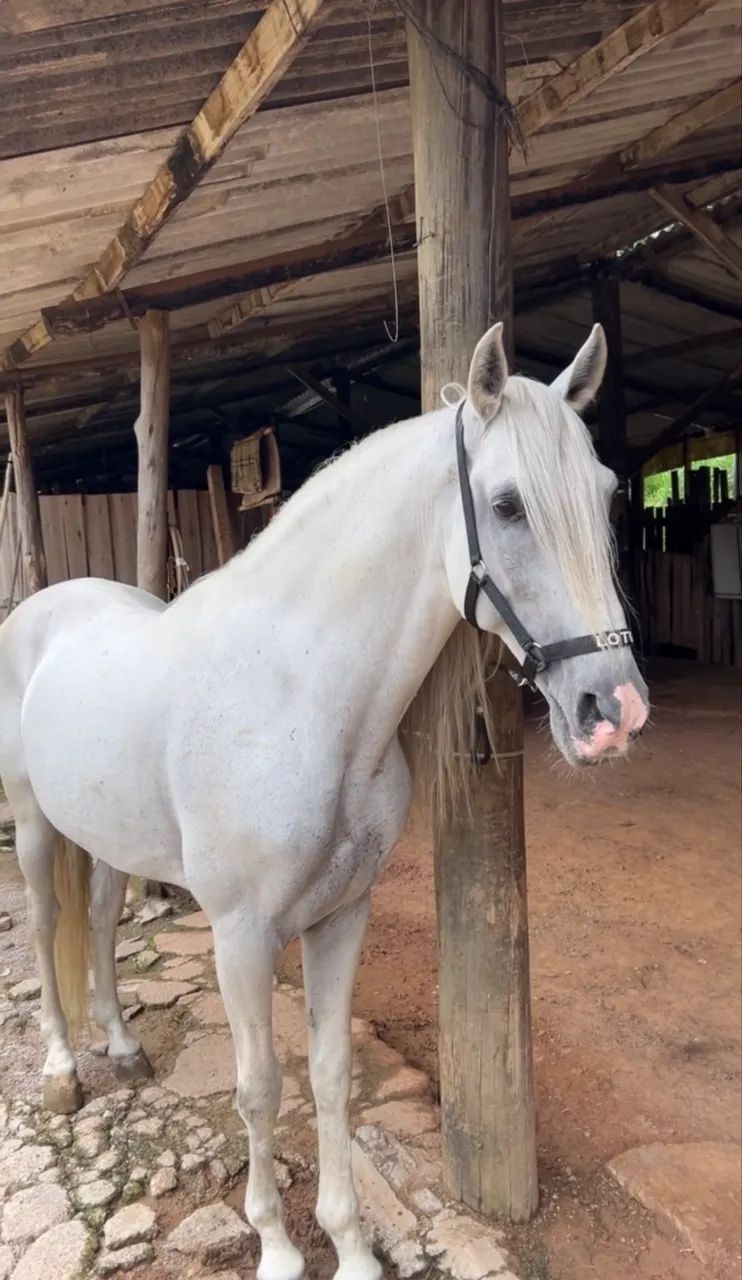 Cavalo Puro Sangue Lusitano Tordilho  - Foto 2