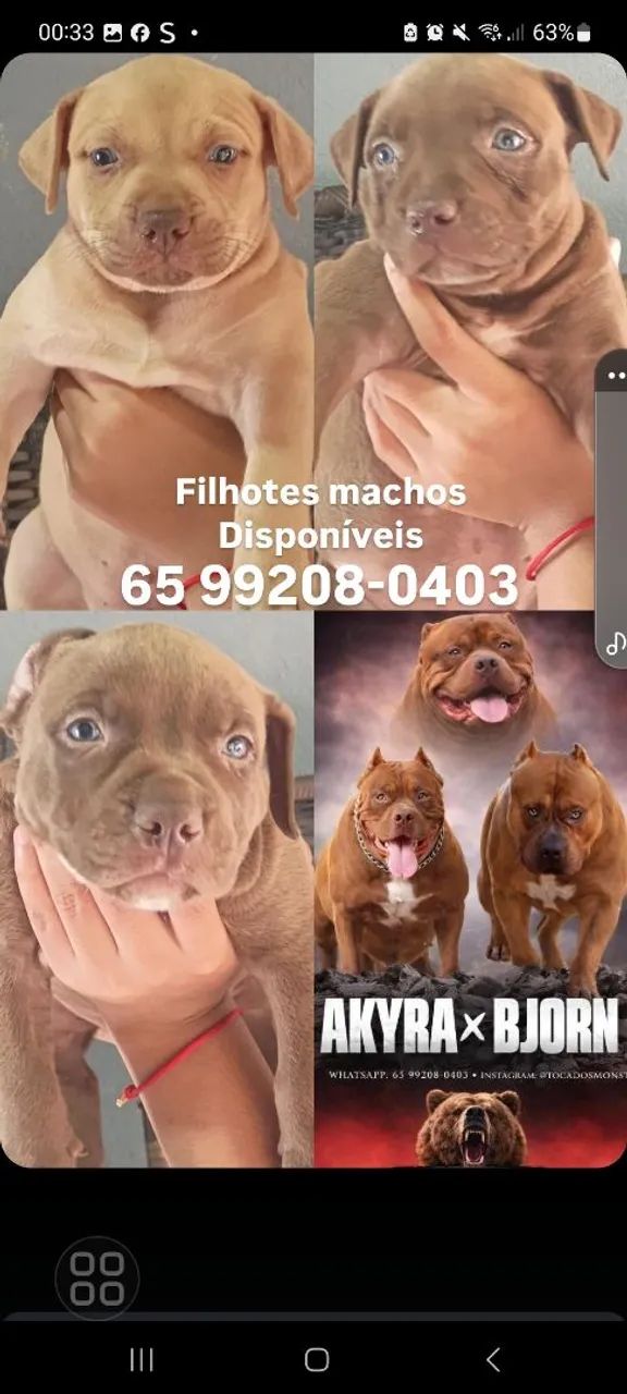 Pitmonsters  - Foto 4