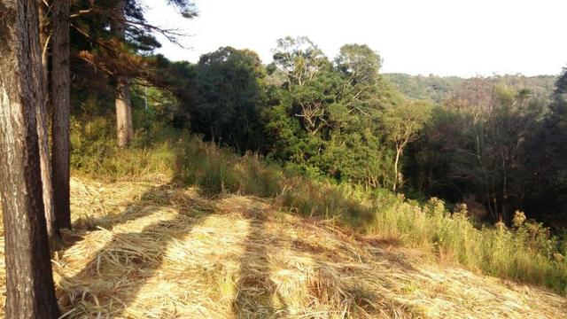 Lindo Sítio na serra Gaúcha!! - Foto 10