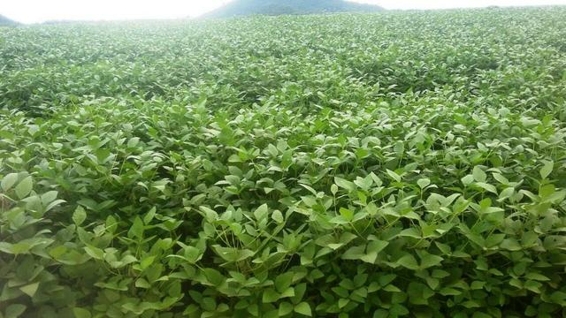 Fazenda 39000 ha Vale do Araguaia MT