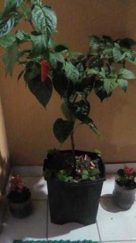 Muda pimenta indiana