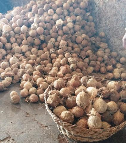 Coco Seco do Nordeste - Foto 4