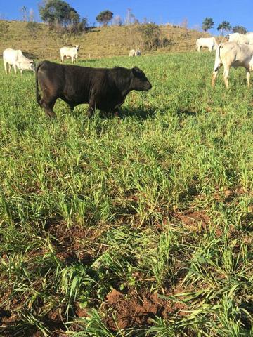 Fazenda de 63.4 Alqueires. 40 Alq mec .20 Alq de Pasto .Nova Laranjeiras - PR - Foto 7