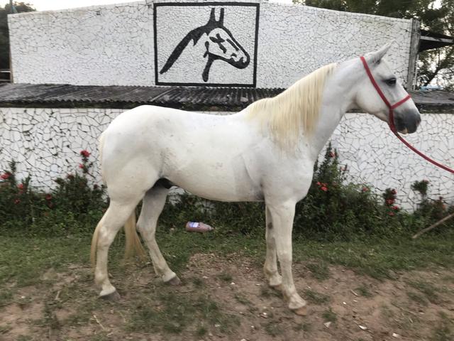 Cavalos a venda no haras Feijó , aluguel de baias e cursos diversos - Foto 6